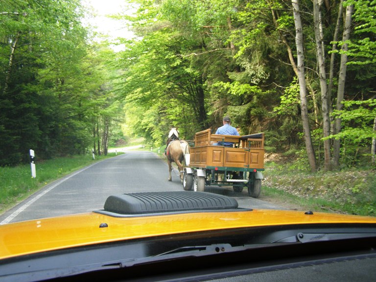 haflinger vs mustang.jpg